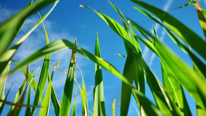 Природа зелень