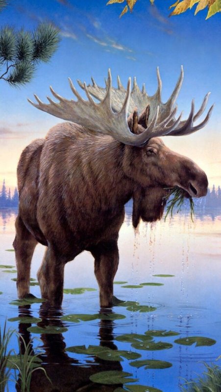 Лось рисунок