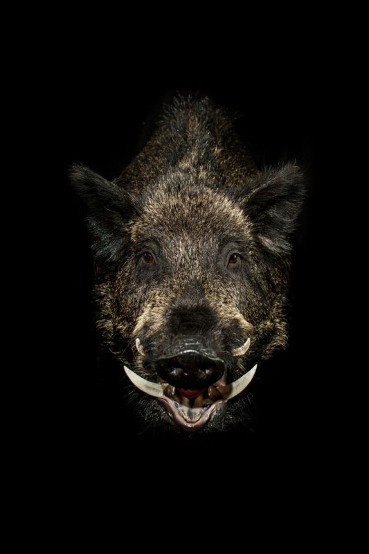 Вепрь секач