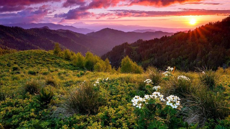 Тхач рододендроны