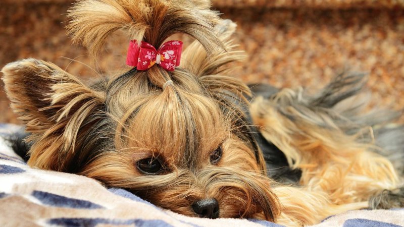 Терьер Йоркширский Малошерстный