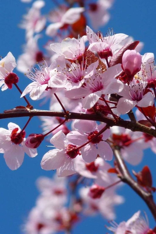 Цветущая вишня