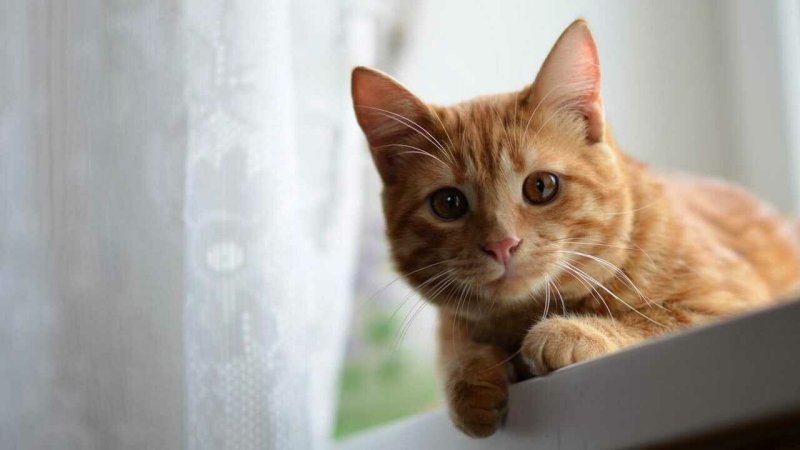 Бенгальская короткошерстная кошка рыжая