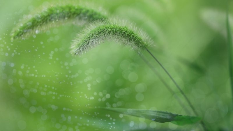 Макросъемка природа