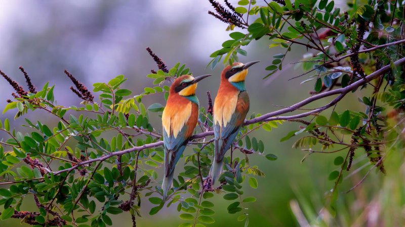 Щурка золотистая пчелоедка