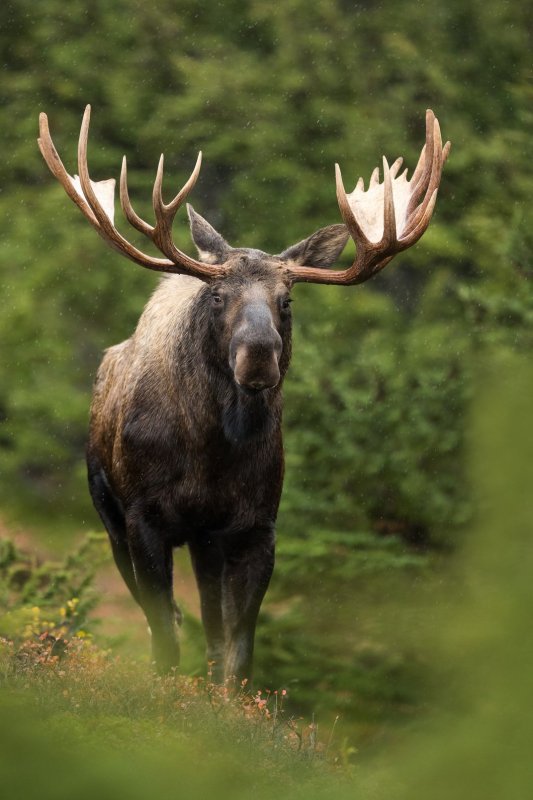 Аляскинский Лось