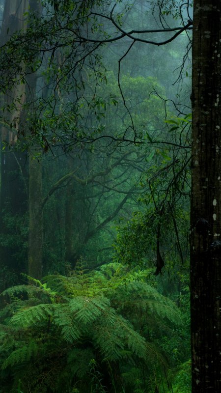 Зеленый лес