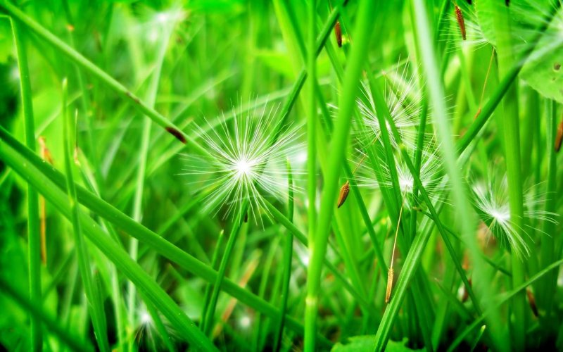 Одуванчики на зеленой траве