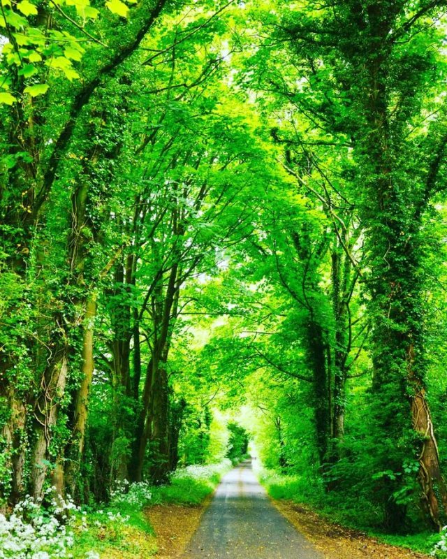 Широколиственный лес тропа