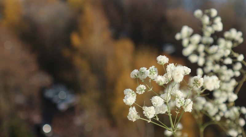 Гипсофила метельчатая паутинка