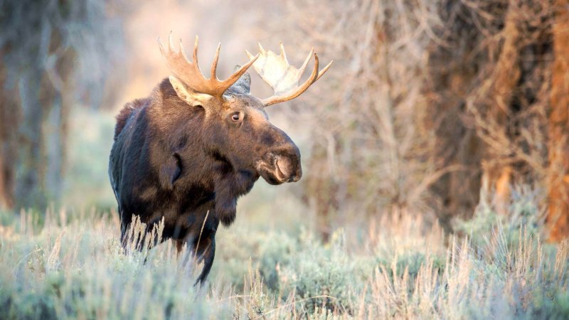 Европейский Лось alces alces