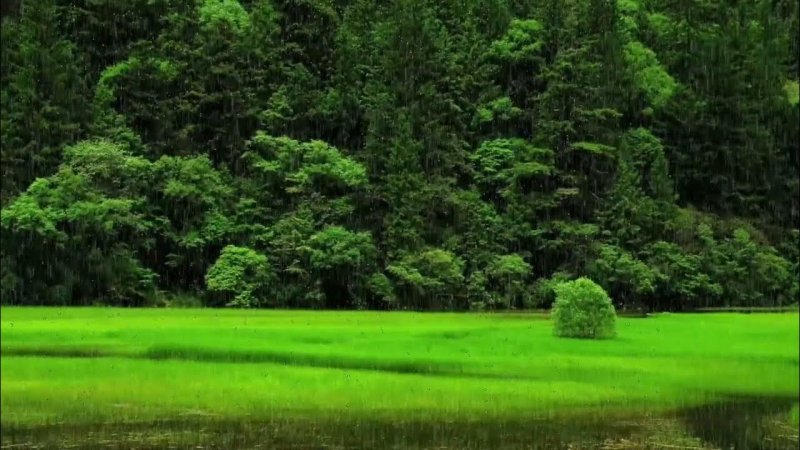 Природа зелень