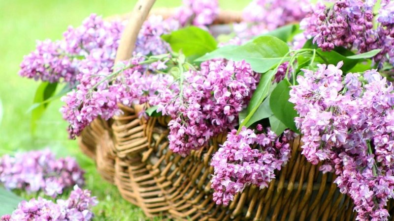 Сирень Кружевница