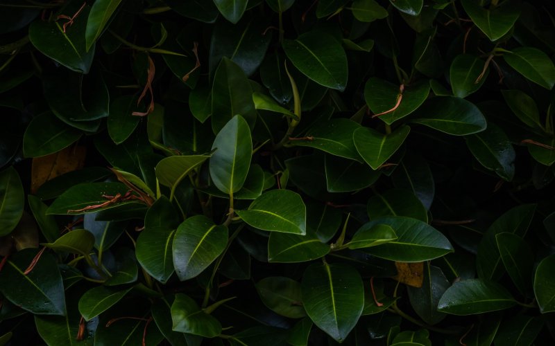 Фикус шевириана