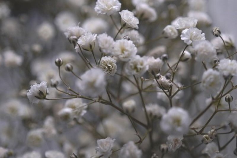 Гипсофила метельчатая Pink