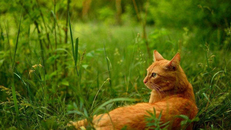 Рыжая кошка