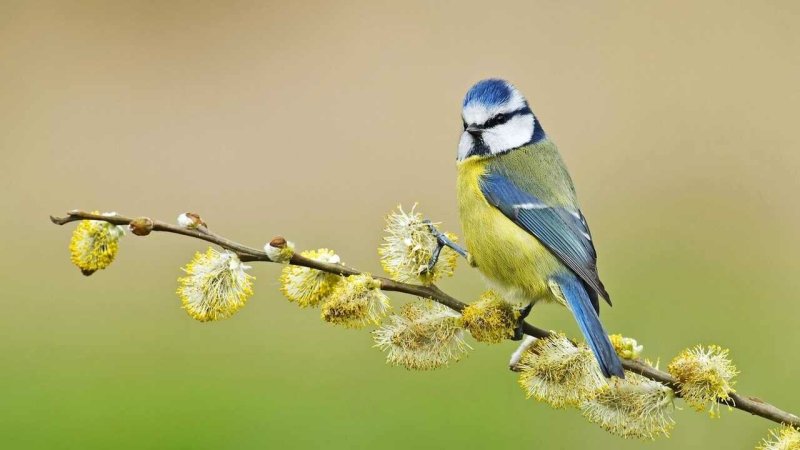 Лазоревка Плеске