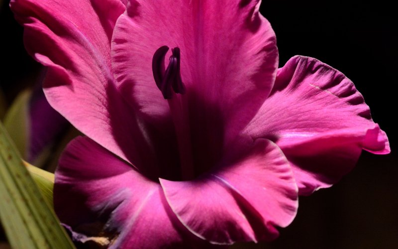 Обои на рабочий стол гладиолусы