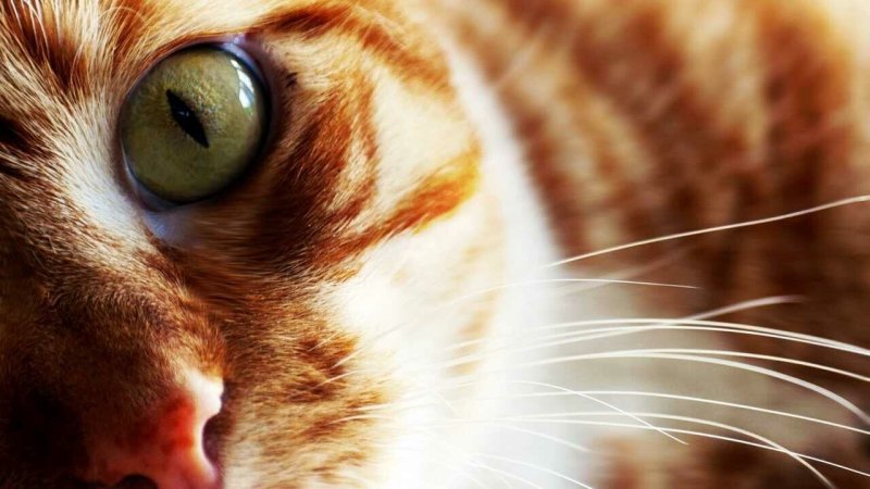 Котики на рабочий стол