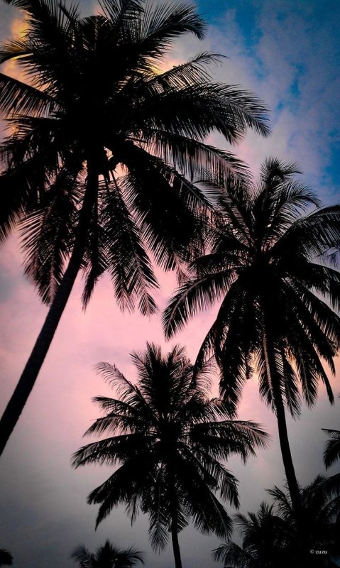 Заставка пальмы