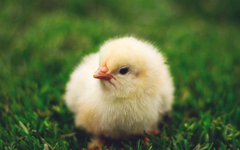 Пушистый цыпленок