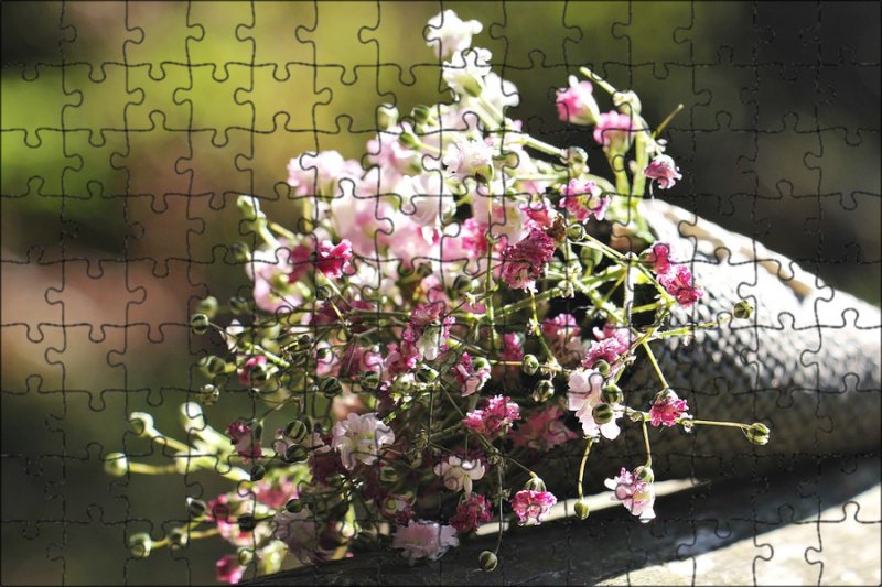 Гипсофила Офелия