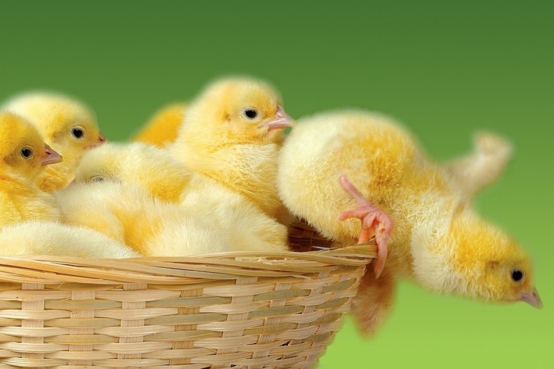 Бройлер Кобб 500