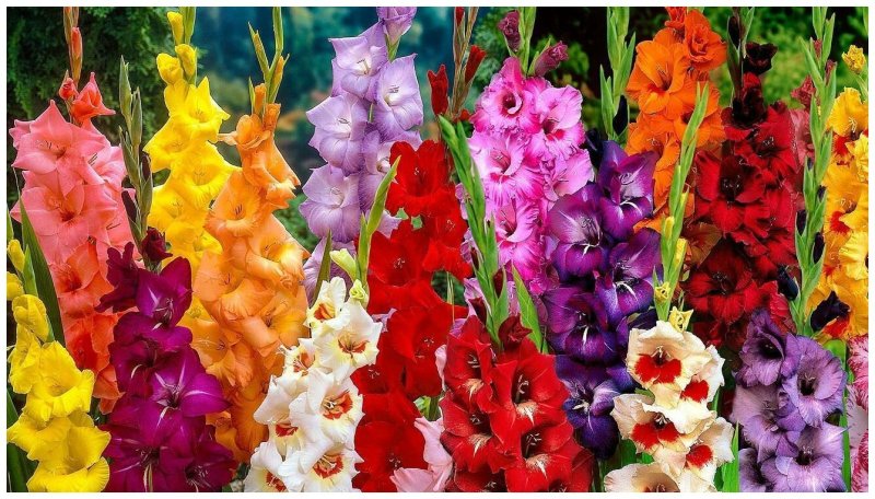 Гладиолус Джексонвилл Голд