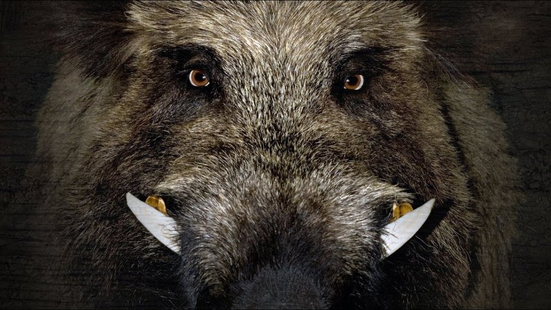 Злой кабан секач