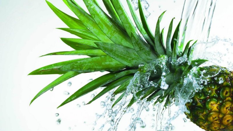 Обои ананас