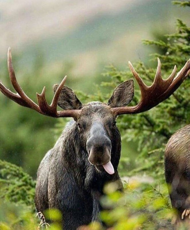 Аляскинский Лось