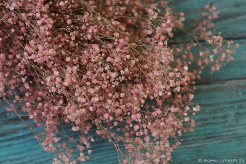 Гипсофила Эстетика