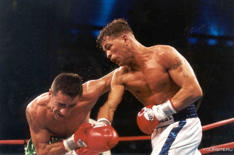 Гатти боксер