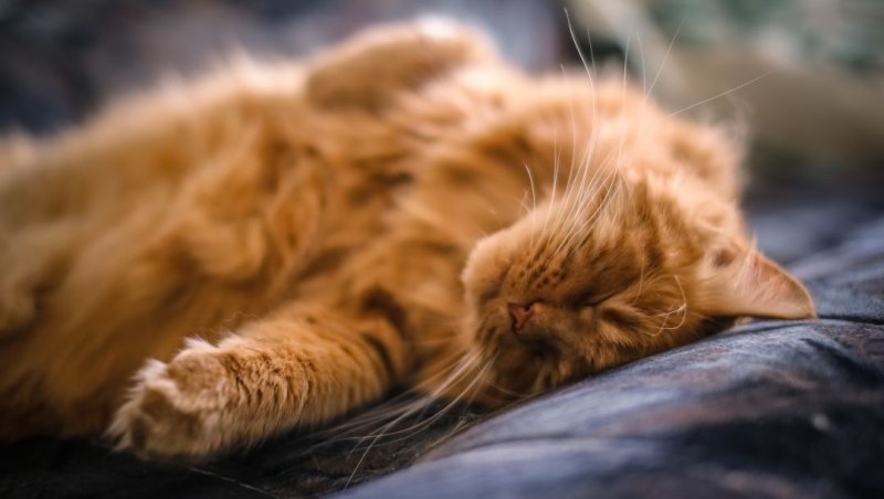 Рыжий котик