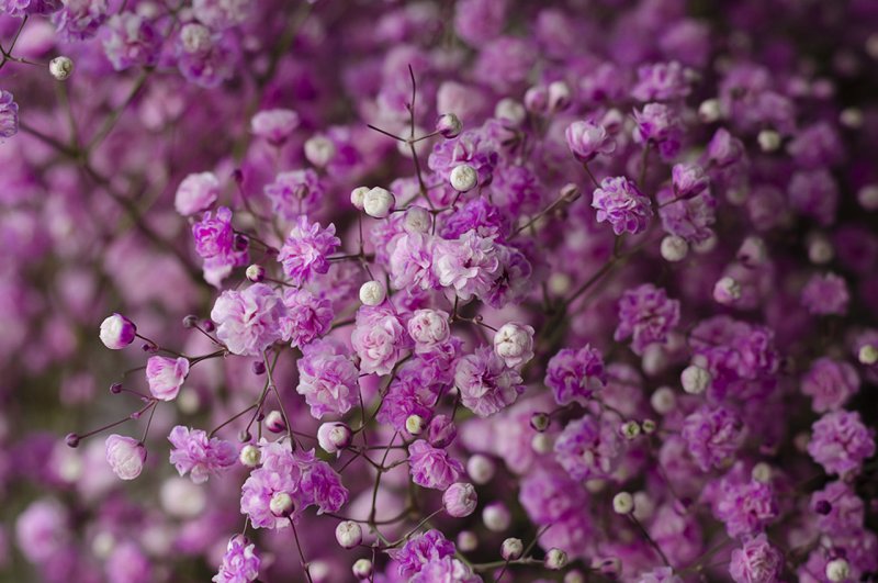 Гипсофила тинтед