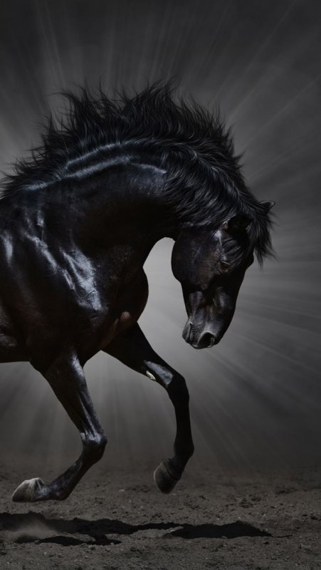 Красивая лошадь обои