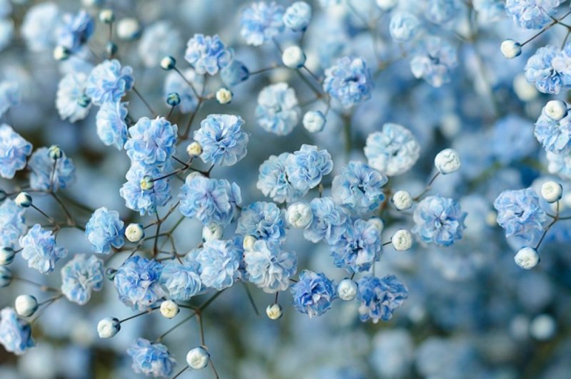 Гипсофила Xlence