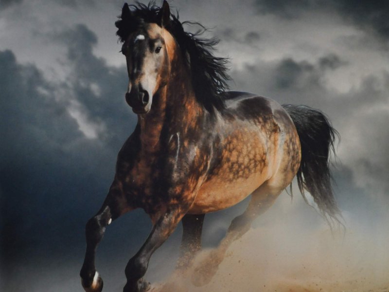 Мустанг скакун