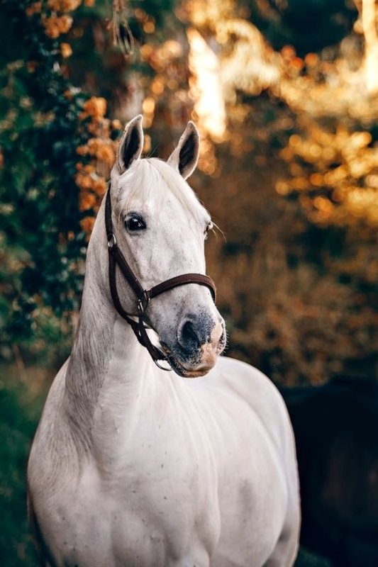 Красивые лошади