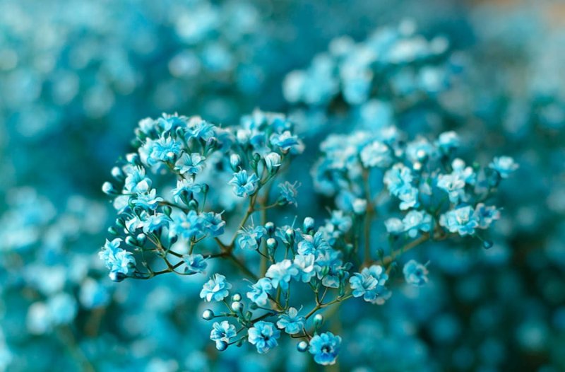 Гипсофила синяя