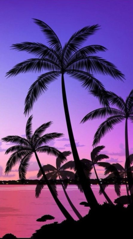 Лето пальмы