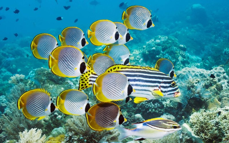 Chaetodon adiergastos