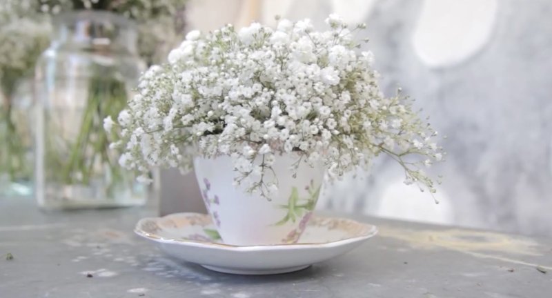 Гипсофила Экселенс