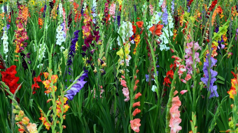 Гладиолус Орлеанс