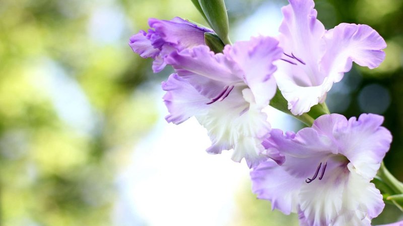 Гладиолус Северная Орхидея