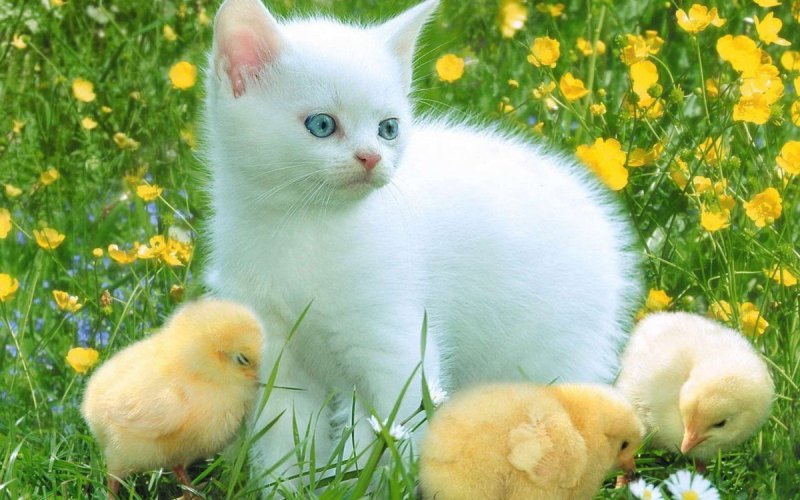 Котенок и цыпленок