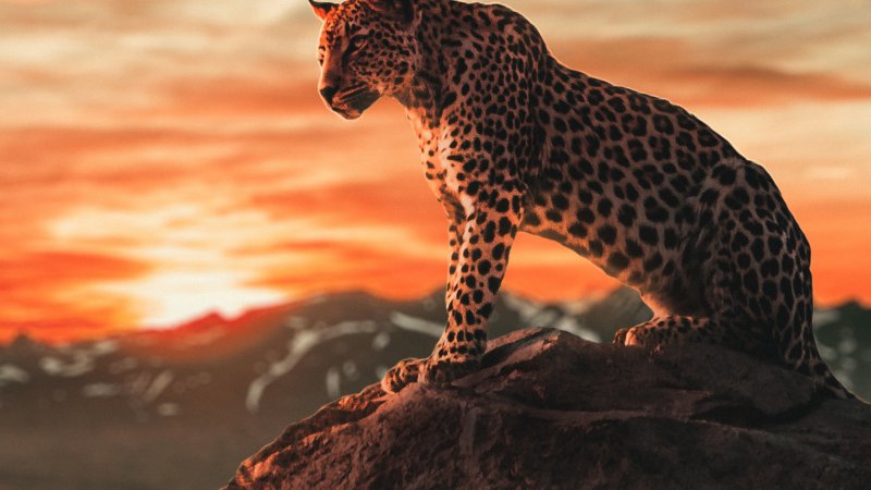 Красивый леопард