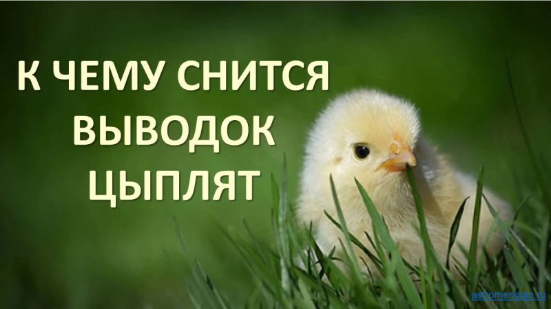 Милые цыплята