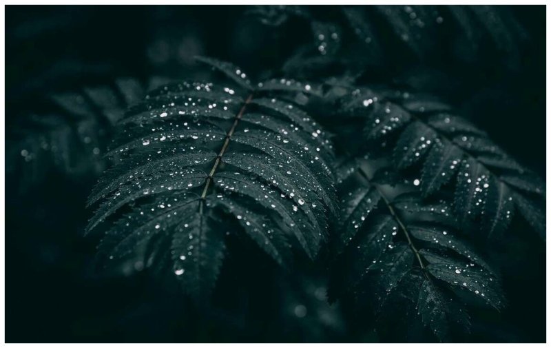 Листья на рабочий стол