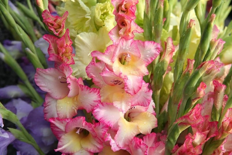 Гладиолус Медитерран